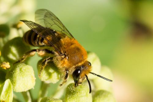 Colletes hederae